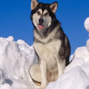 Alaskan Malamute