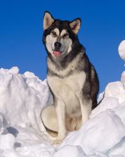 Alaskan Malamute