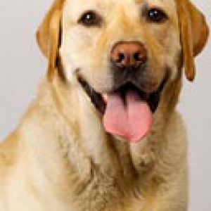 labrador