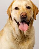 labrador
