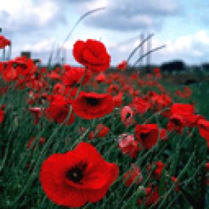poppy-flowers