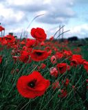 poppy-flowers