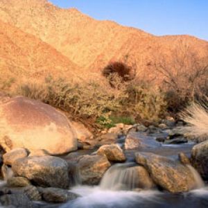 Palm-Canyon-Creek -Borrego-Palm-Canyon San-Ysidro-