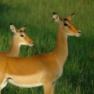 serengeti-national-park 