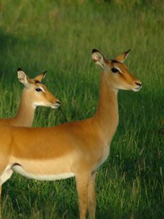 serengeti-national-park 
