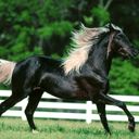 black horse