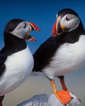A Pair of Puffins