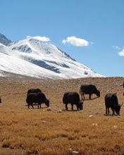 Tibet