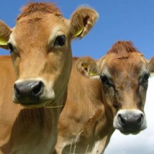  Bos-taurus-(Jersey) 