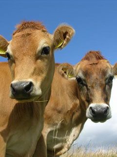  Bos-taurus-(Jersey) 