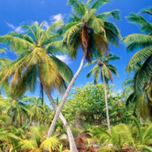 PalmParadiseSeychelles