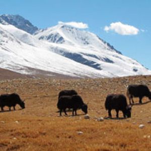 Tibet