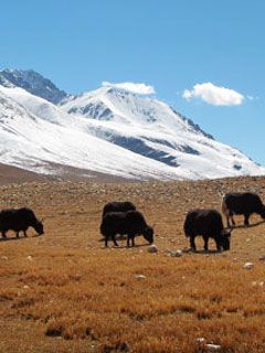 Tibet