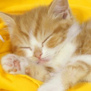 catnip