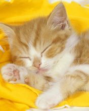 catnip