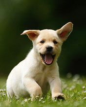 labrador