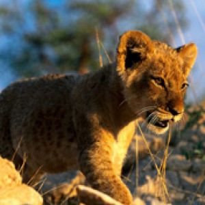 African Lion Cub