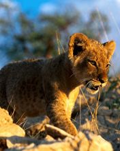 African Lion Cub