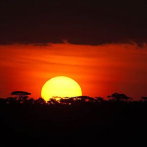 Serengeti-Sunset