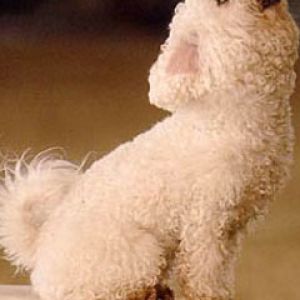 Bichon Frise