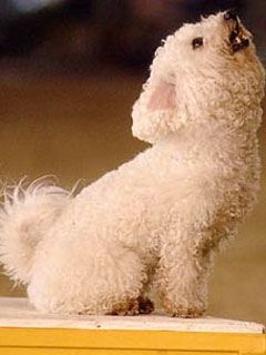 Bichon Frise