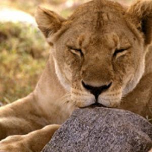 African Lion Serengeti Africa