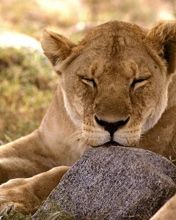 African Lion Serengeti Africa