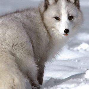 Arctic Fox