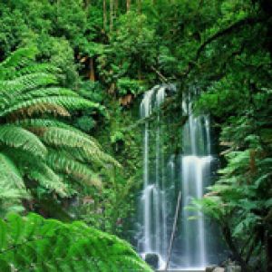 Beauchamp-Falls Victoria Australia