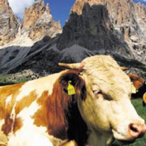 Tirol
