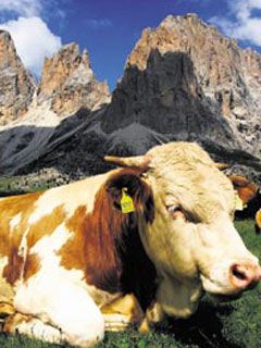 Tirol