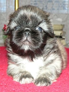 pekinĂ?z