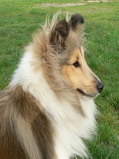 Ĺˇeltia profil