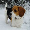 beagl