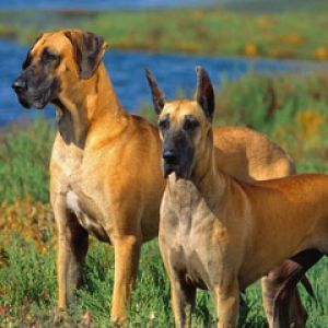 Great Danes