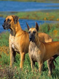 Great Danes