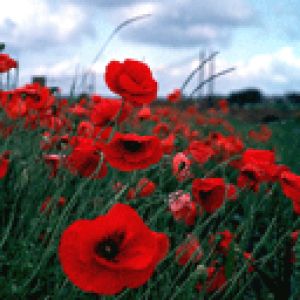poppy-flowers 