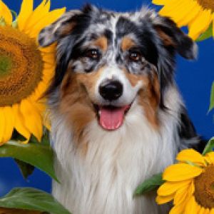 Australian Shepherd