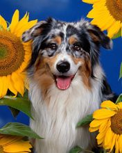 Australian Shepherd