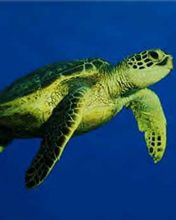 Galapagos 