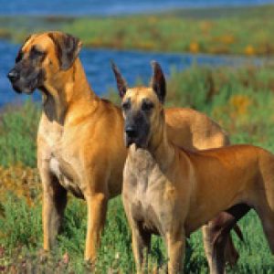Great Danes