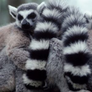 A Lump of Lemurs