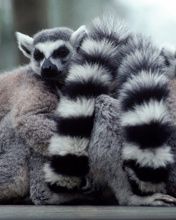 A Lump of Lemurs