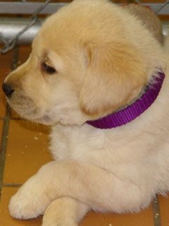 retriever