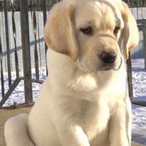 labrador retriever 