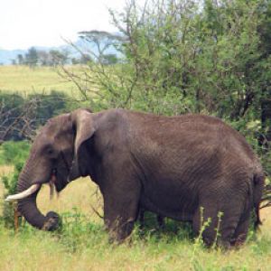 elephant serengeti camp