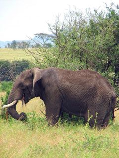 elephant serengeti camp