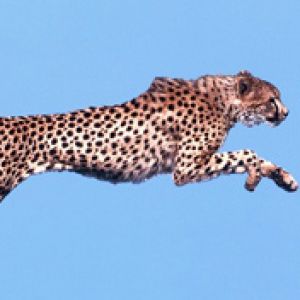 Air Time Cheetah