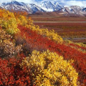 Alaska-Range Denali-National-Park -Alaska