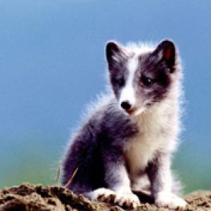 Arctic Fox Kit